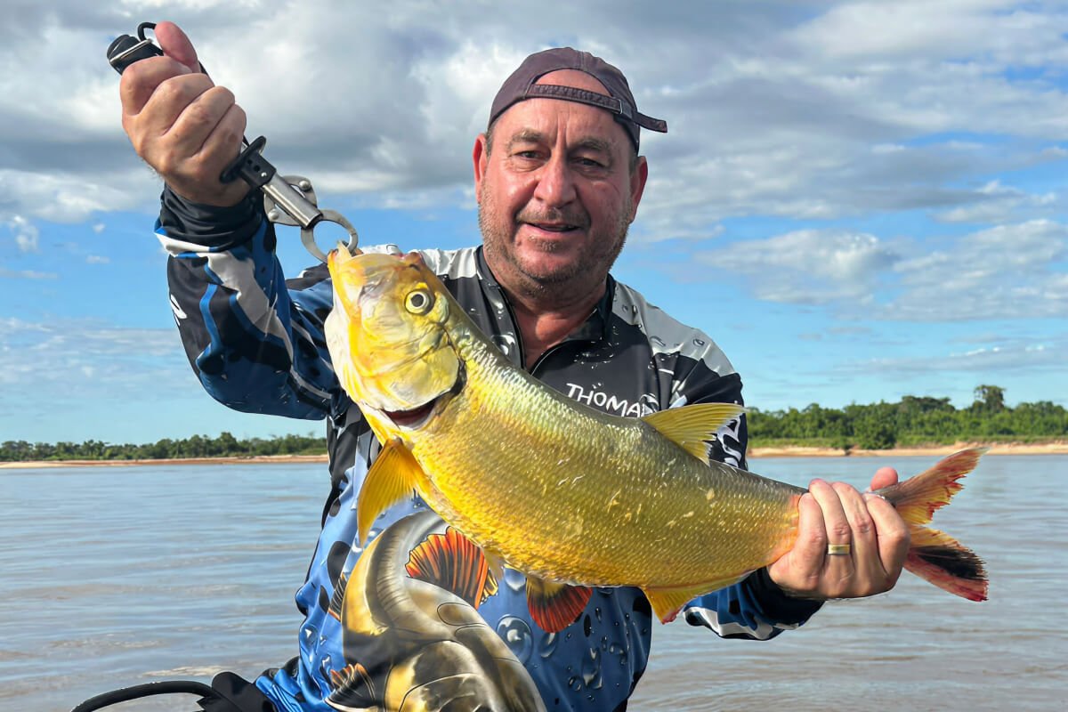 Dourada, ou Apapá (Pellona castelnaeana), pescada no Rio Araguaia