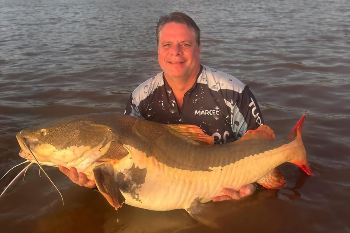 Pirarara (Phractocephalus hemioliopterus) pescada no Rio Araguaia, com o rabo vermelho característico
