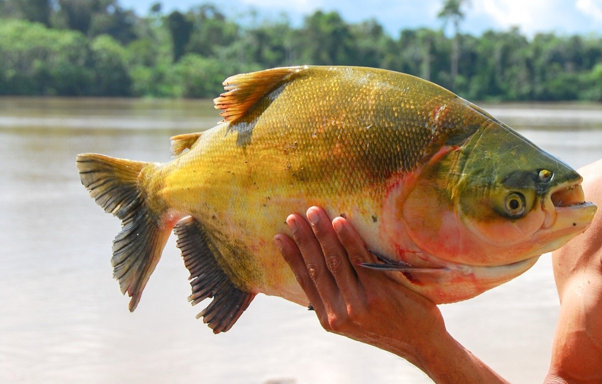 Tambaqui (Colossoma macropomum), espécie invasora no Rio Araguaia